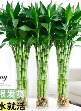 带根富贵竹水培植物办公室内盆栽