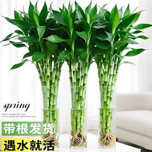 带根富贵竹水培植物办公室内盆栽