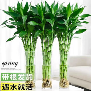 带根富贵竹水培植物办公室内盆栽观音竹转运竹子客厅招财水养绿植