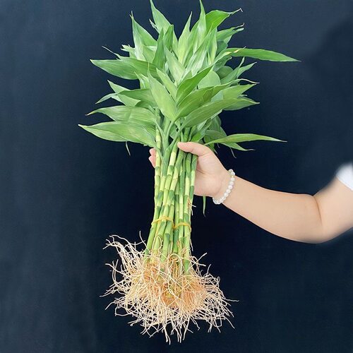 带根富贵竹水培植物办公室内盆栽观音竹转运竹子客厅招财水养绿植