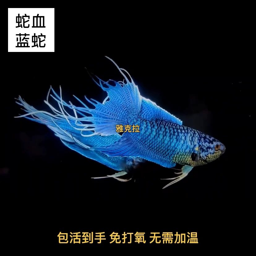 中国斗鱼改良蓝蛇纹无纹蓝不打氧耐活鱼观赏小鱼好养冷水淡水鱼苗