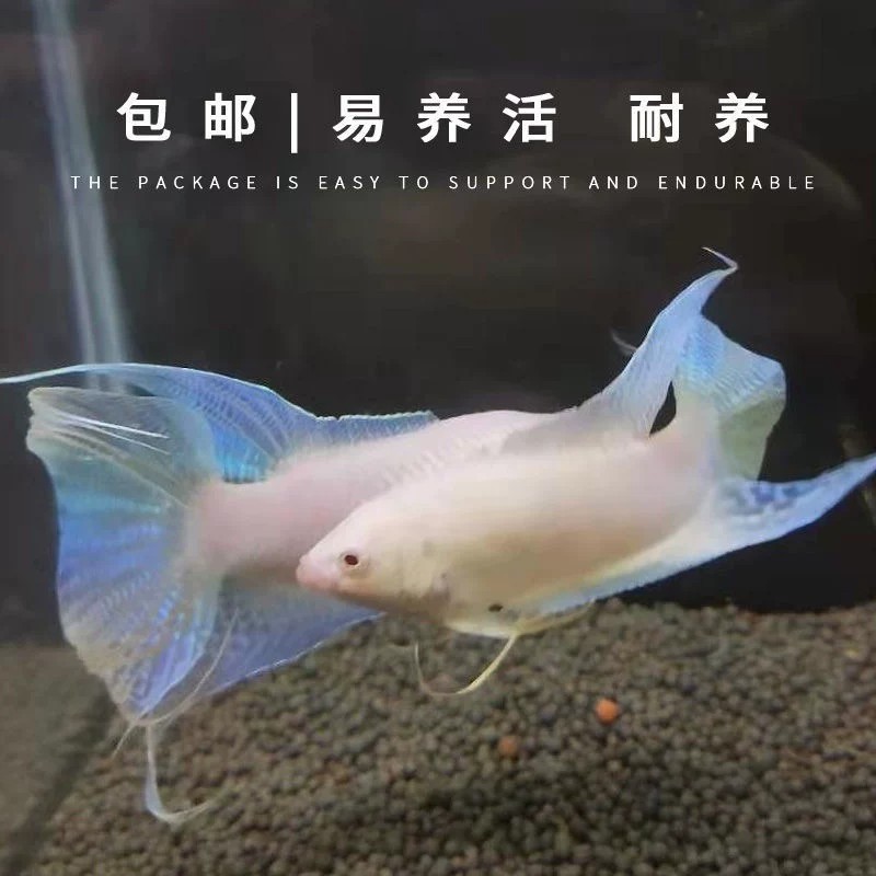 中国斗鱼活体活鱼冷水淡水观赏鱼好养耐养鱼小型斗鱼苗白化无纹蓝