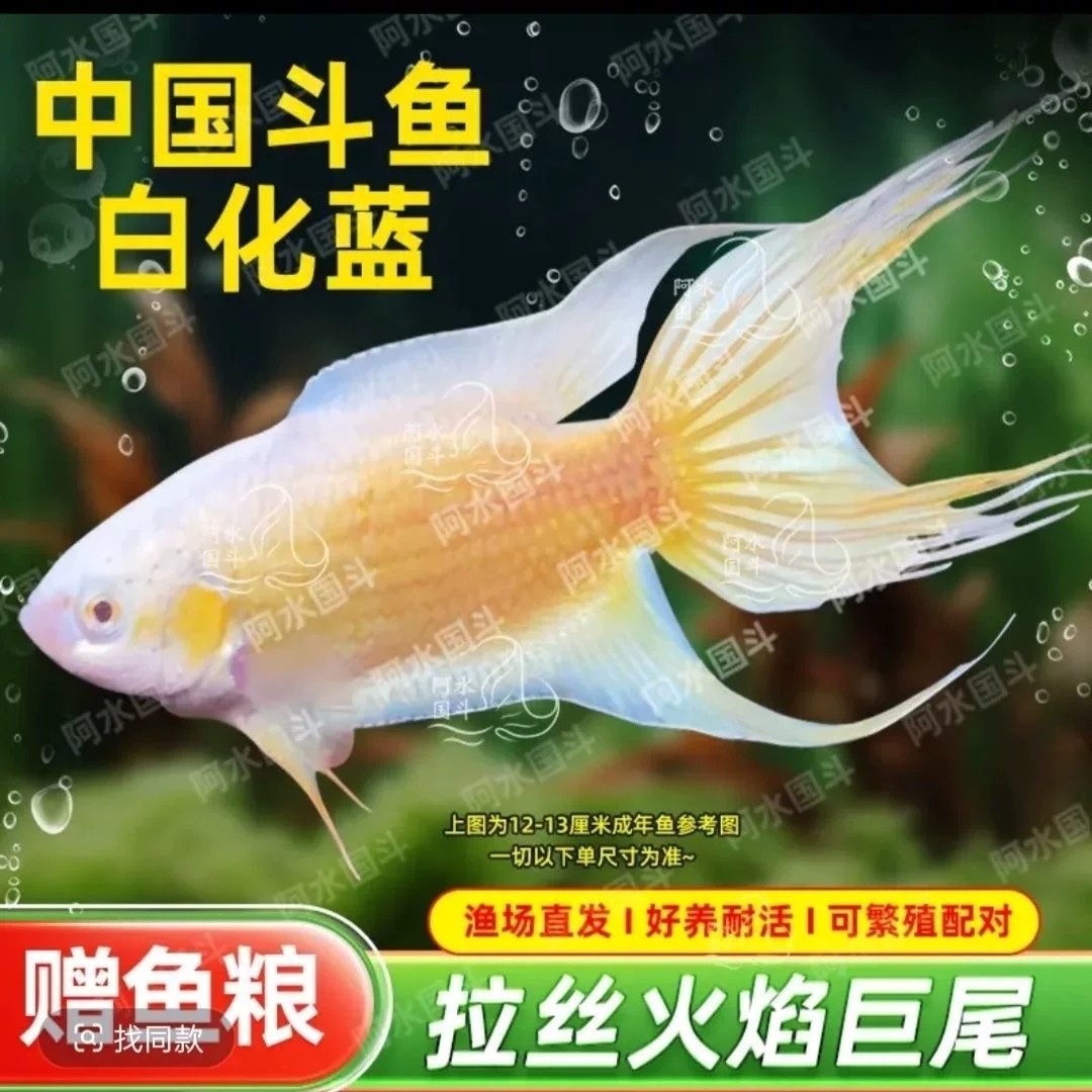 中国斗鱼白化火焰金拉丝火焰渔场直发好养活冷淡水包邮活体观赏鱼