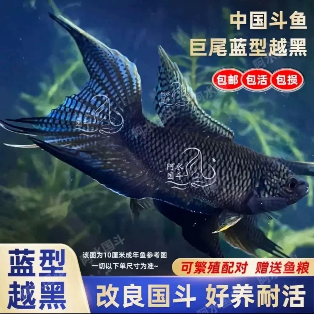 中国斗鱼蓝型越黑拉丝大黑叉菩萨鱼活体好饲养冷淡水鱼包邮观赏鱼