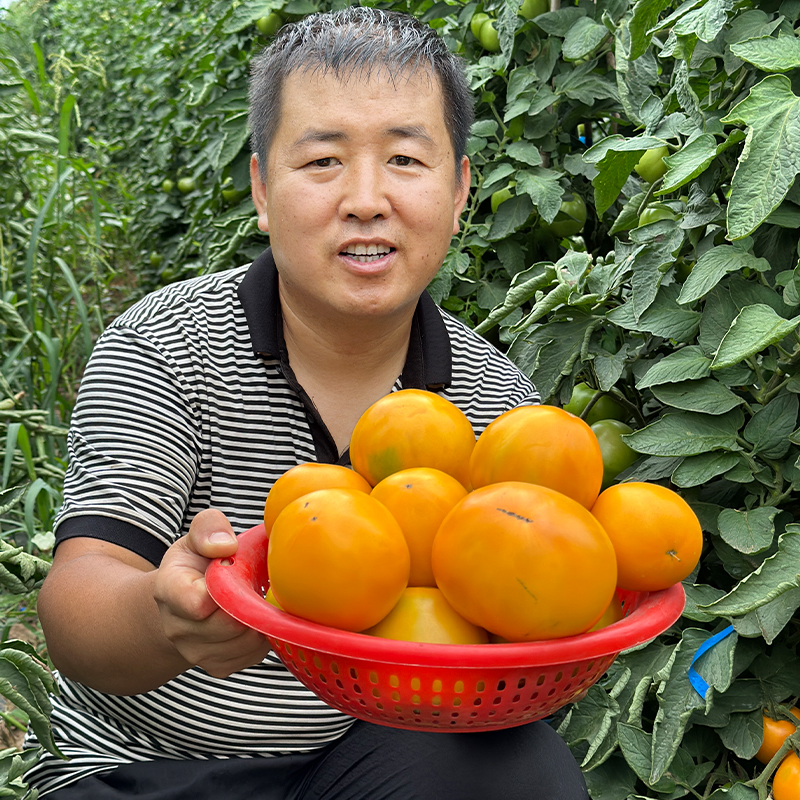 金金有味五原黄柿子特产自然成熟