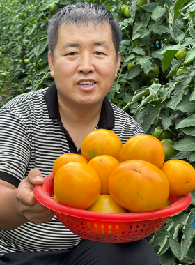 内蒙古五原黄柿子黄色西红柿新鲜自然熟特产水果草莓番茄生吃即食