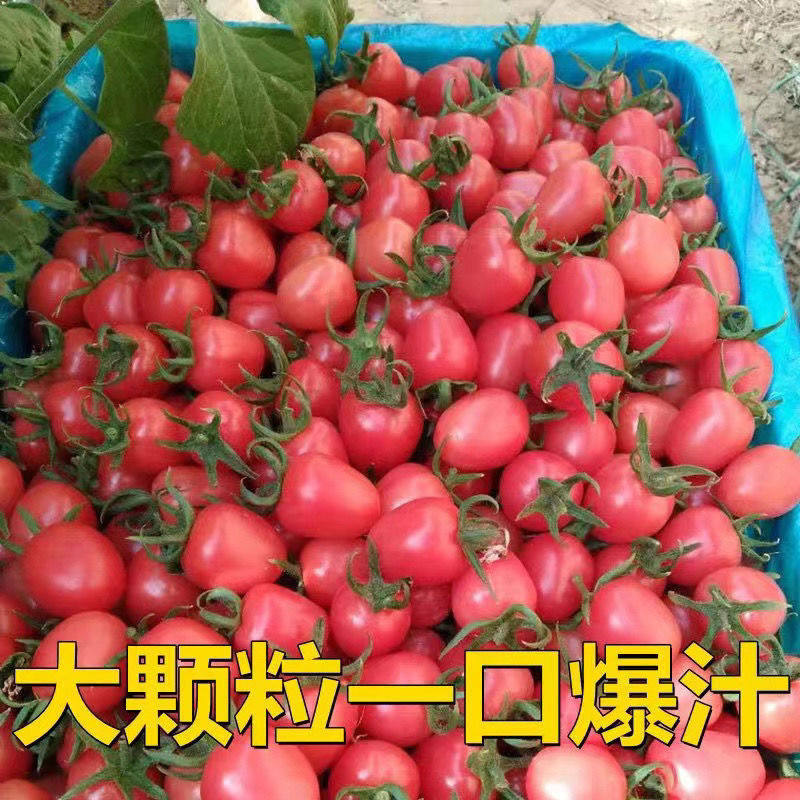 山东正宗千禧圣女果小番茄新鲜樱桃小西红柿当季水果现摘现发五斤