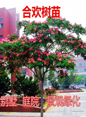 合欢树苗绿化合欢苗金色绒花树苗芙蓉花红色庭院盆栽合欢工程花苗