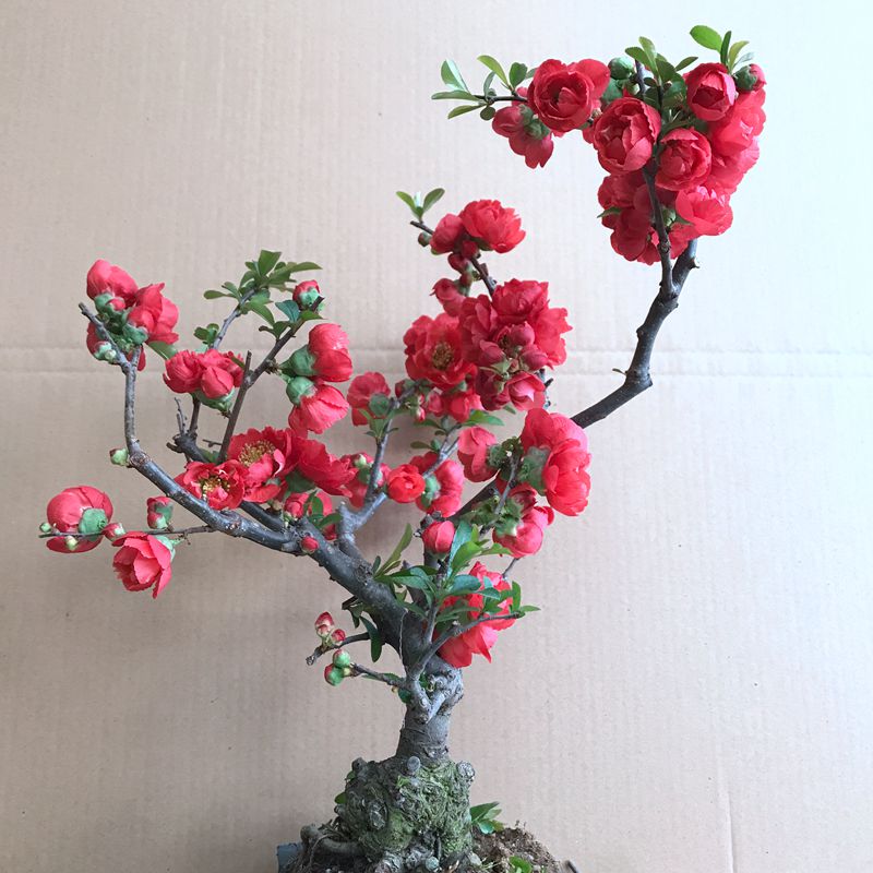 海棠花盆栽造型带花苞重瓣树苗观花植物花卉盆景老桩