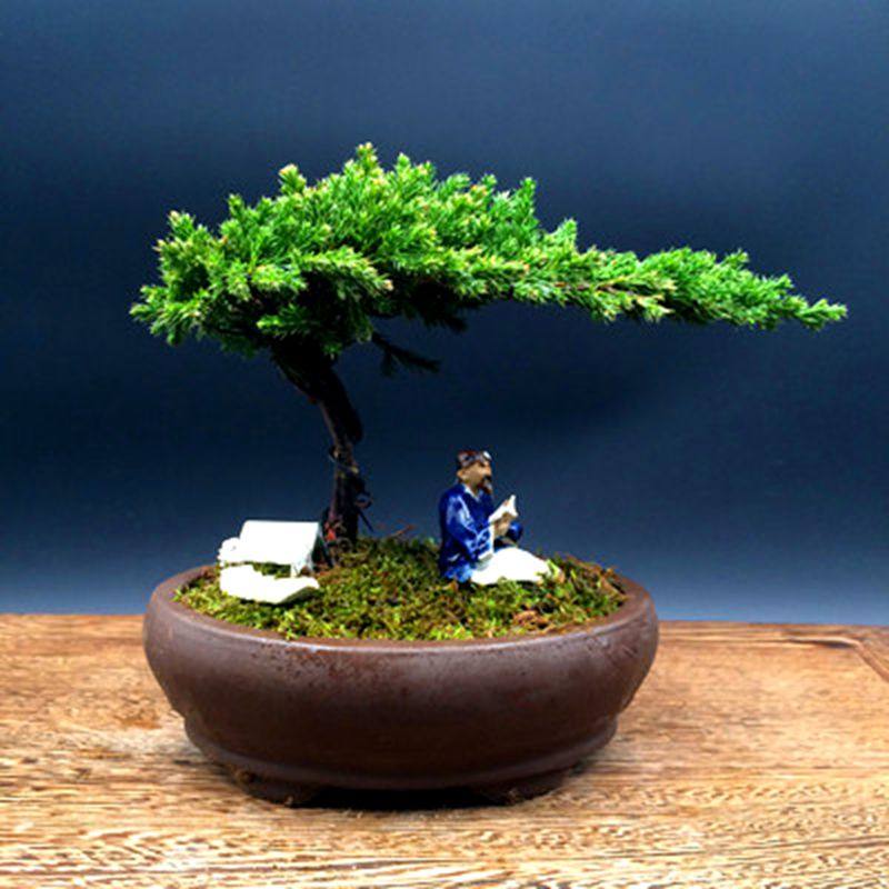 迎客松景地柏 新西兰珍珠柏柏树地柏松罗汉景包邮办公室盆栽花卉