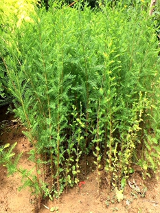 水杉树苗 包邮 金叶小苗 盆栽苗水松树 速生杉树阳台围墙庭院绿化