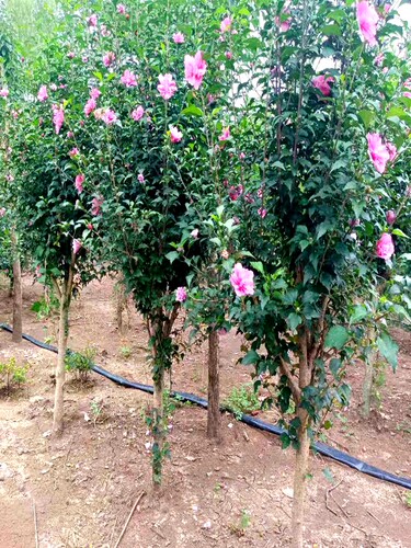 木槿花苗盆栽木槿树苗重瓣室内室外庭院耐寒耐阴植物工程绿化苗木