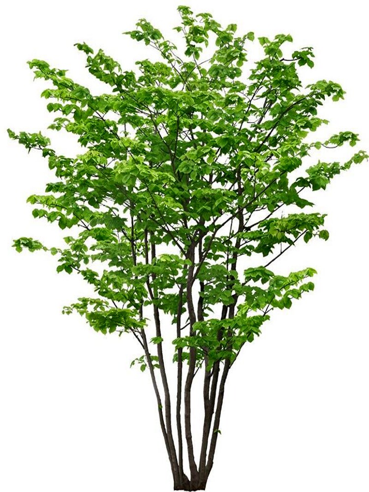 紫荆花树苗四季室外庭院丛生紫荆花卉耐寒绿化工程苗南北方种植宜