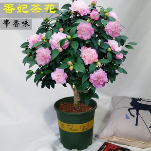 香妃茶花盆栽树苗带花苞浓香型耐寒好养阳台客厅室内花卉四季 绿植