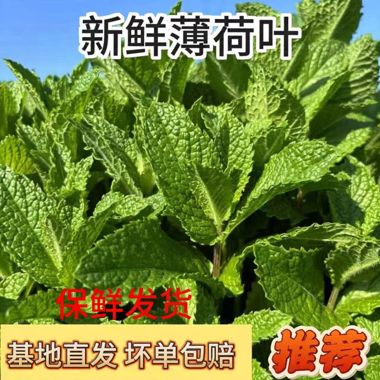 云南新鲜薄荷叶可食用香料留兰香鱼香草银丹草莫吉托茶饮材料包邮
