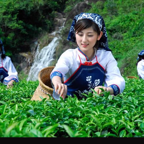 绿茶浮梁茶芽玉仙芝试喝