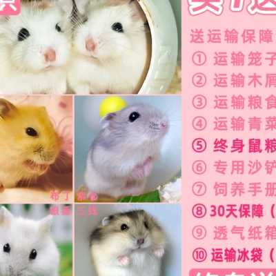 仓鼠活物带笼仓鼠活物仓鼠活物加笼子宠物活物小型好养公仔活物