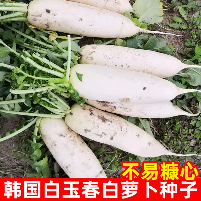 韩国白玉白萝卜农家四季蔬菜孑籽种萝卜种子阳台盆栽籽种子