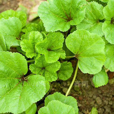 南方蔬菜种子冬寒菜种籽