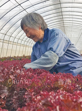 紫罗莎紫叶红叶生菜种籽苗紫色红四季春季籽种农家沙拉蔬菜种子孑