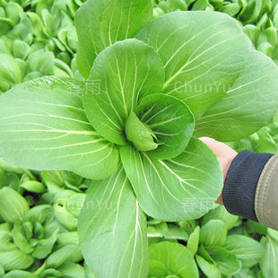 青梗菜种子油菜油莱上海小白菜小棠菜三叶青四季秋季南方蔬菜种孑