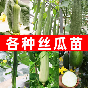 丝瓜苗秧苹果丝瓜肉丝瓜特长苗秧幼苗春季四季老品质高产种籽苗