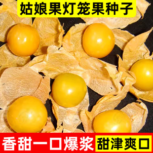 东北姑娘果灯笼果种子种籽红甜孑黄四季盆栽蔬菜果苗树蔬菜菜苗秧