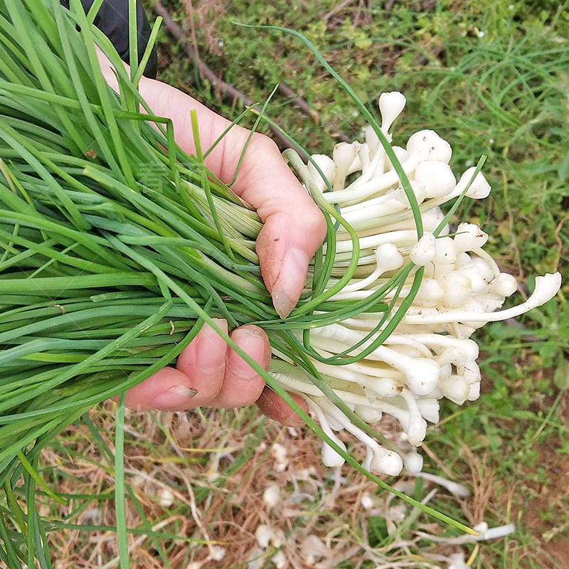小根蒜种籽小蒜山蒜薤白东北大脑瓜四季冬季农家蔬菜种子种孑