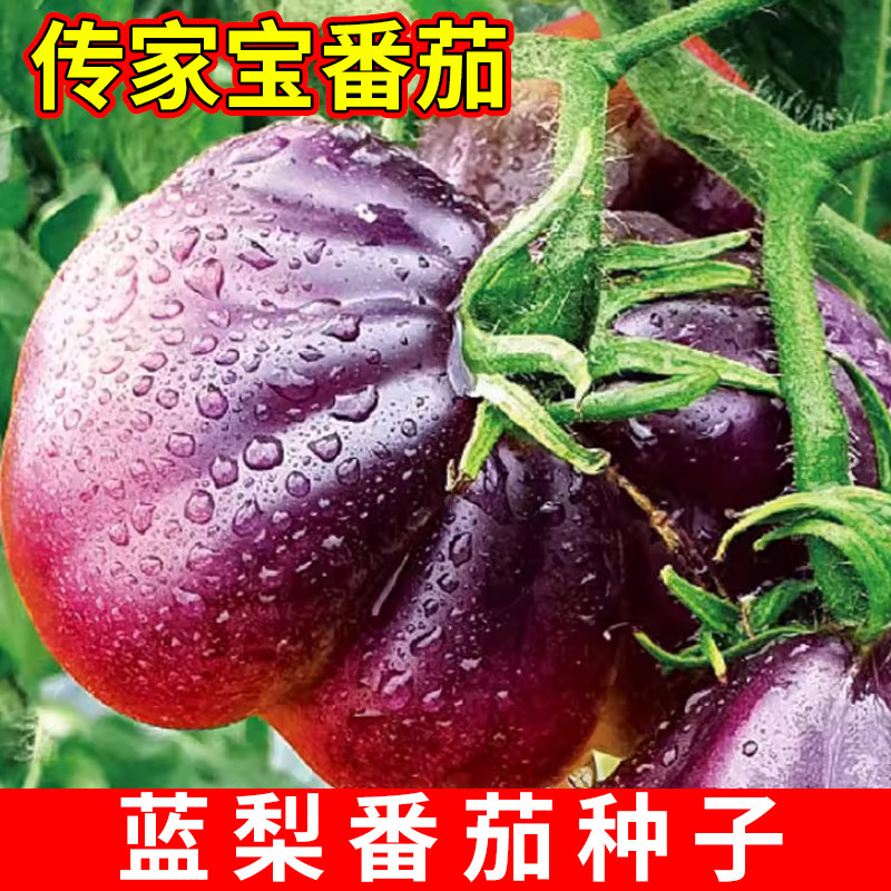 传家宝蓝梨番茄种子秋季播种夏季开花紫红番茄蔬菜种子新手易种