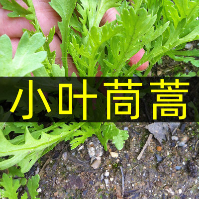 小叶皇帝菜籽种散装秋冬春季茼蒿