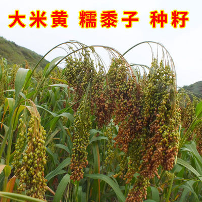 大黄米种籽糯黍子带壳