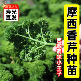 欧芹法国香芹种子芹菜种籽苗西芹四季秧苗蔬菜法香孑苗子根苗秧