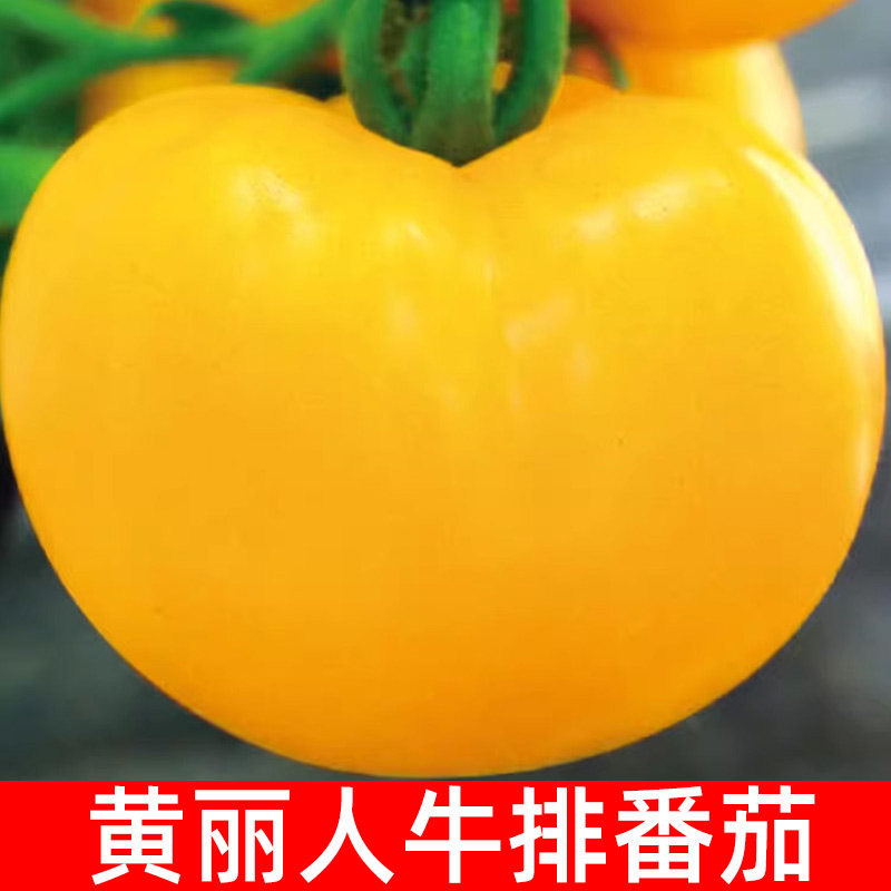 黄丽人牛排番茄种子传家宝番茄四季播种蔬菜种子适合新手小白盆栽