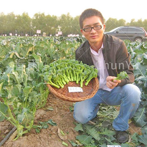 西兰苔种籽花菜苔四季春季