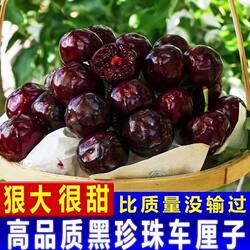 甘肃天水套袋大樱桃3斤新鲜水果国产黑珍珠车厘子包邮非汉源