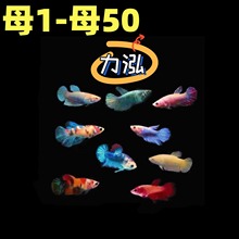 母50泰国斗鱼活鱼 母1 费淡水鱼将军婚纱半月热带小型小鱼力泓 免邮