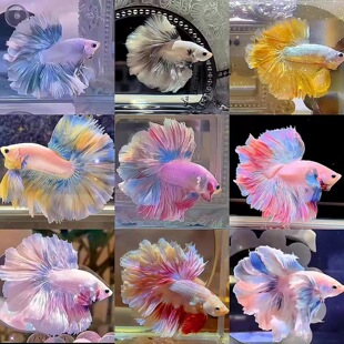 113-140直播拍）泰国斗鱼婚纱半月将军狮王多彩热带小型观赏鱼