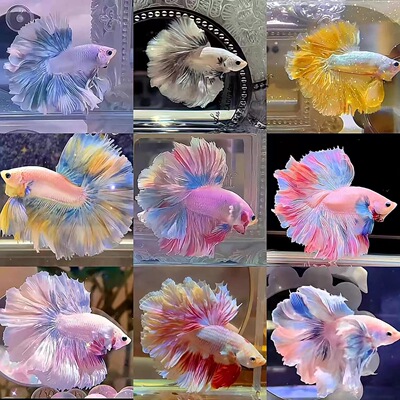 泰国斗鱼婚纱半月将军狮王耐养