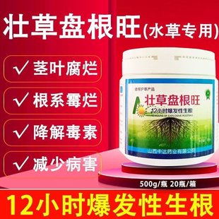 壮草盘根旺小龙虾河蟹池塘伊乐藻轮叶黑藻水草茎叶腐烂 高温保草