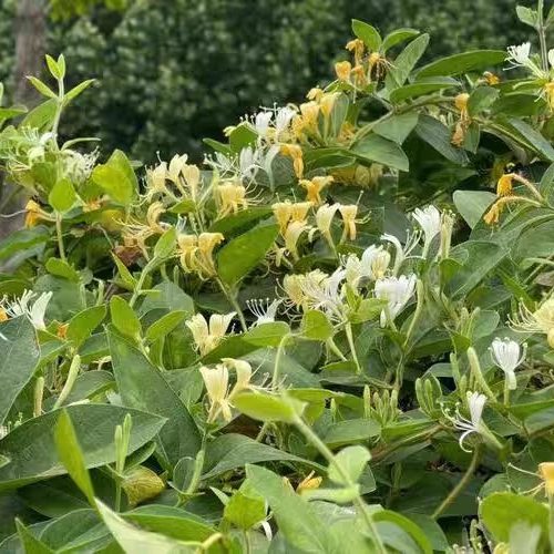 现采新鲜金银花叶带花苞花蕾金银花根金银花藤婴儿泡澡500克