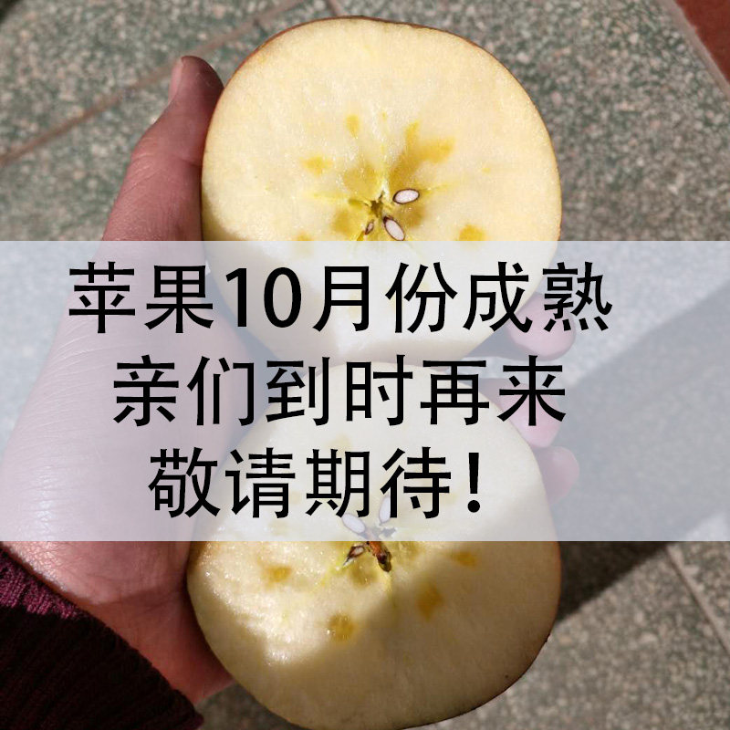 鲜大大专业卖果山西运城苹果10月份成熟