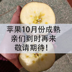 鲜大大专业卖果山西运城苹果10月份成熟