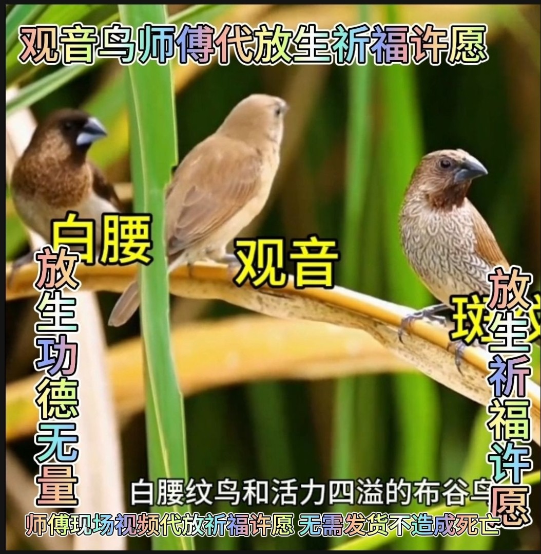 放生活鸟观音鸟白腰文鸟斑纹文鸟师傅代弟子放生功德无量祈福许愿