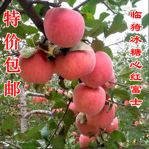 山西临猗烟台栖霞冰糖心苹果