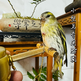 黄雀绣眼鸟脖套鹦鹉脖圈训鸟大山雀珍珠七彩文鸟栓链子燕雀玉鸟