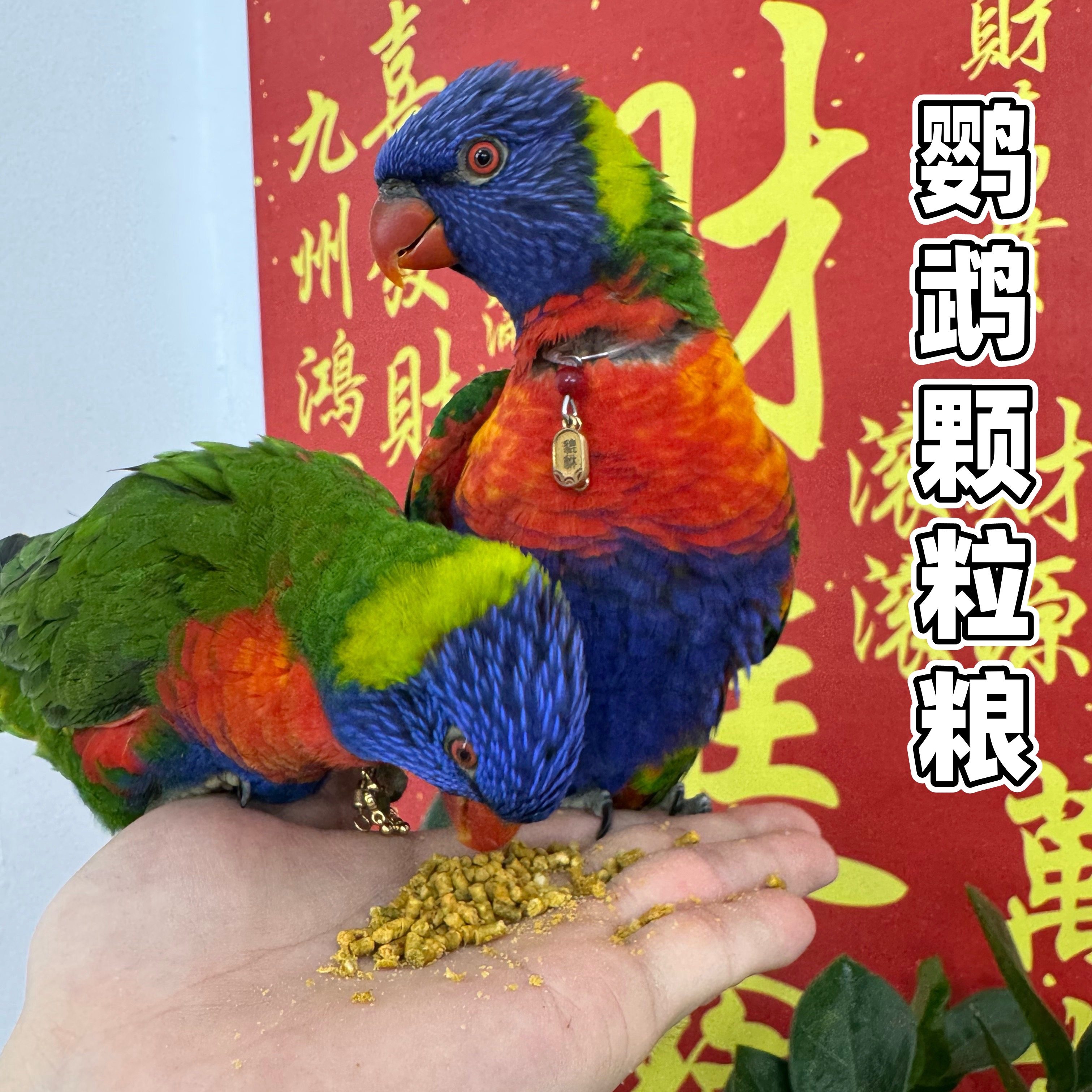 鹦鹉颗粒粮鸟粮食澳洲彩虹闪电红菱黑顶青海颗粒粮粉改善粪便不喷