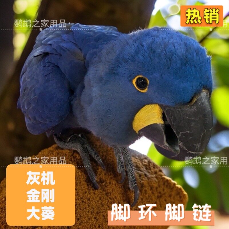 中大型316脚环链子灰机折衷大雨伞活开口环防咬防跑