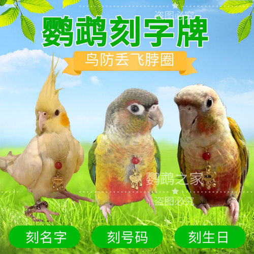 刻字玄凤鹦鹉脖套小太阳定制吸蜜和尚金太阳放飞牵引脖圈脚环链子