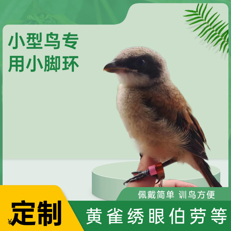 定制脚链脚环黄雀绣眼柳莺麻料黑子山雀伯劳等小鸟专用环做工精细