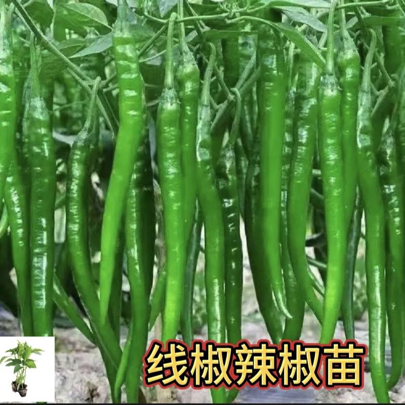 长线椒秧苗高产耐热品种微辣线椒苗带土发好种植易成活线椒辣椒苗图片
